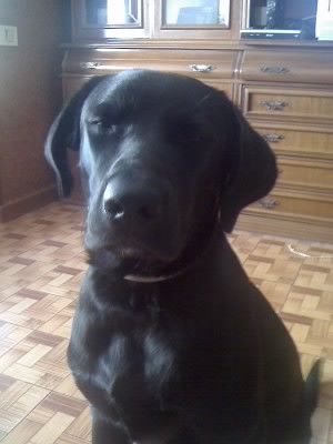 Cachorro con nueve meses, Cachorro con nueve meses,