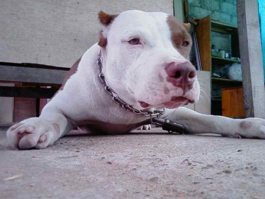 no conozco perro mas noble que el..!! no conozco perro mas noble que el..!!