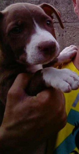 bb hermosa hija de mi pongo...! bb hermosa hija de mi pongo...!