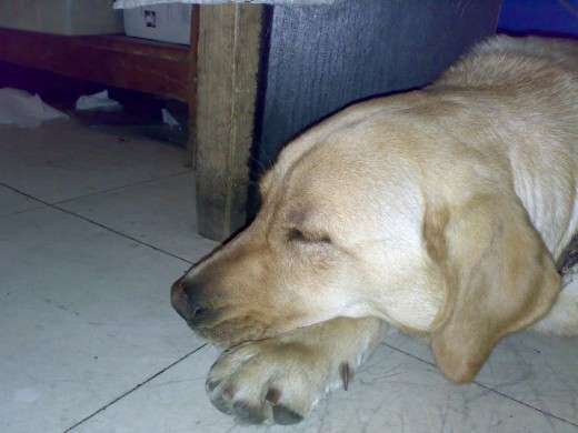 la shey... la shey...