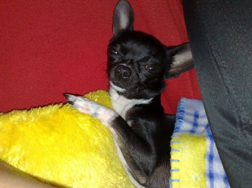 hola me llamo thania ala dejarme enpaz ke me fastidias la siesta