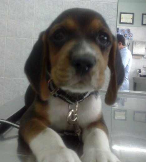 Toby fué por su primera vacuna Toby fué por su primera vacuna