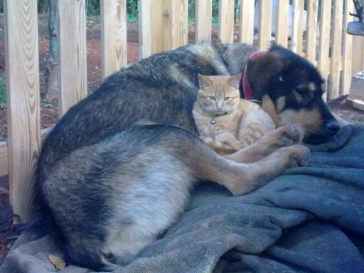 Lilo y ginger 