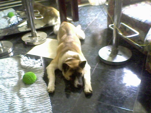 Napo en la sala de mi casa despues de un largo paseo Napo en la sala de mi casa despues de un largo paseo