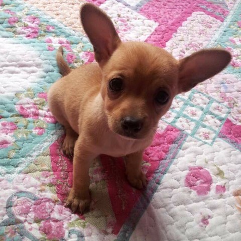 Sophi cuando tenia 2 meses. Sophi cuando tenia 2 meses.