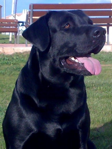 Este es Kobu, mi labrador negro. Como podeis ver tiene una cara de bonachon que no puede con ella! Es muy jugueton!! Este es Kobu, mi labrador negro. Como podeis ver tiene una cara de bonachon que no puede con ella! Es muy jugueton!!