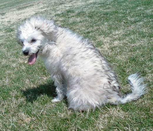 mi bella lola, le encanta ir al campo y correr. en esta foto todavia tenia su pelo largo