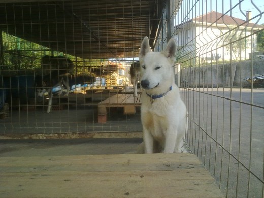 Macho sumiso y potente, correra de wheel dog.