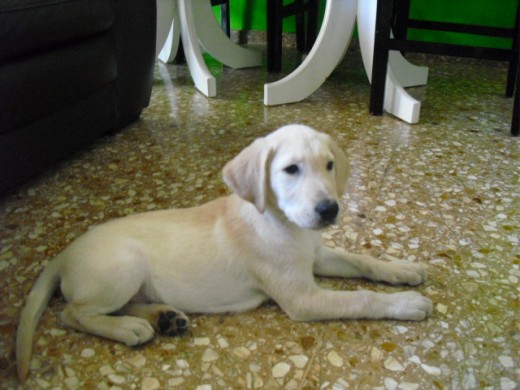 mi labrador con dos meses y medio