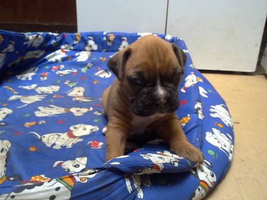 Excelentes cachorros boxer, 1 hembra canela y 3 machos atigrados, hijos de Nhala y Doncel del sexto sentido el cual esta teniendo excelentes resultados en exposiciones, se entregan con la primera vacuna y desparasitados, se podran entregar a mediados de abril, mando fotos a interesados, pregunte sin compromiso. Excelentes cachorros boxer, 1 hembra canela y 3 machos atigrados, hijos de Nhala y Doncel del sexto sentido el cual esta teniendo excelentes resultados en exposiciones, se entregan con la primera vacuna y desparasitados, se podran entregar a mediados de abril, mando fotos a interesados, pregunte sin compromiso.