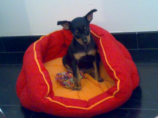 Misu de peke Misu de peke