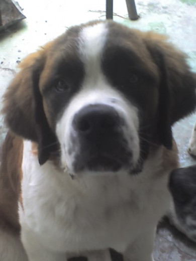 soy Homero cumpliendo 5 meses soy Homero cumpliendo 5 meses