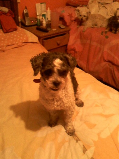 el viejitho de mi perrito