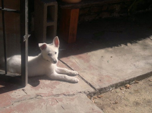 Ella es Chiara, asi se llamaba en el criadero. Pero nosotros la llamamos Kiara, es una Pastora Blanca Suiza super inteligente, ya con solo 2 meses sabe las ordenes sentarse, dar la pata y esperar sentada a la comida, ni hablar de hacer sus necesidades donde debe. Es super cariñosa, me sigue a todos lados y entiende lo que le digo el no!! Y anda para aya!! 