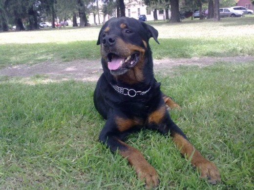 Max en el campo