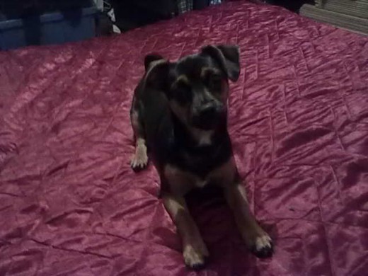 Mi Lindo Perritho Mi Lindo Perritho