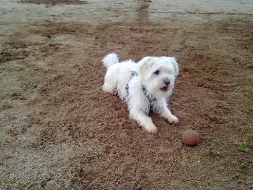 Le gusta jugar mucho a pelota , es muy bueno y cariñoso , es un gran futbolero y  a pesar de ser un futbolista no encuentra novia y es muy bueno ,busca novia .