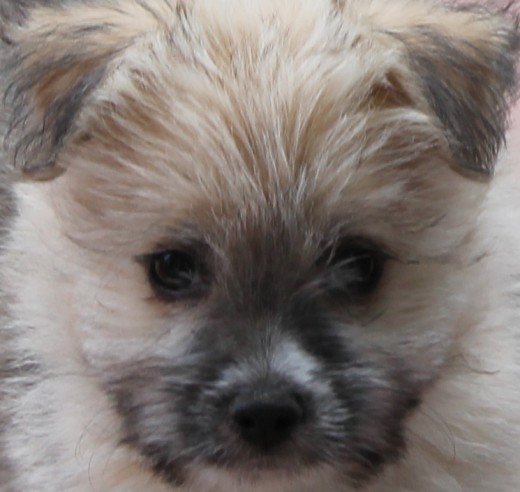 Es una mezcla de pomerania y shitzu Es una mezcla de pomerania y shitzu