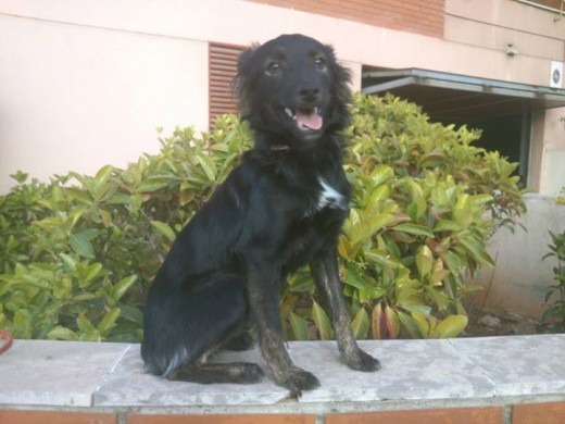 Cora