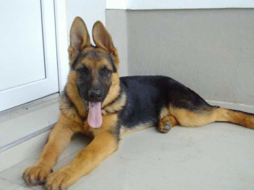 rocky con cuatro meses rocky con cuatro meses