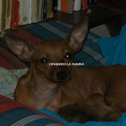Lala con su primera camada de cachorros nacida el 01/11/2010.- Lala con su primera camada de cachorros nacida el 01/11/2010.-
