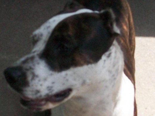 atennas mi primer perrita atennas mi primer perrita