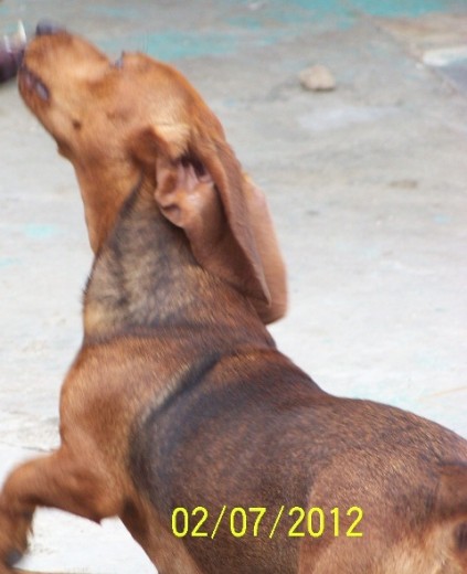 Dachshund o Salchicha, 