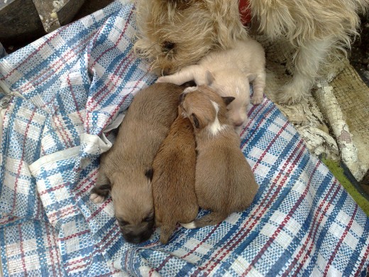 chiquitina y sus cachorros