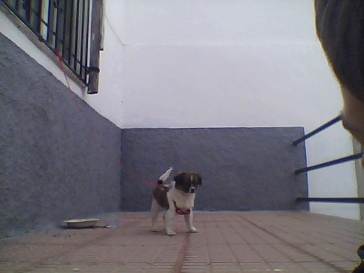 Es muy juguetona i le gusta correr mucho i chupar mucho!!!!