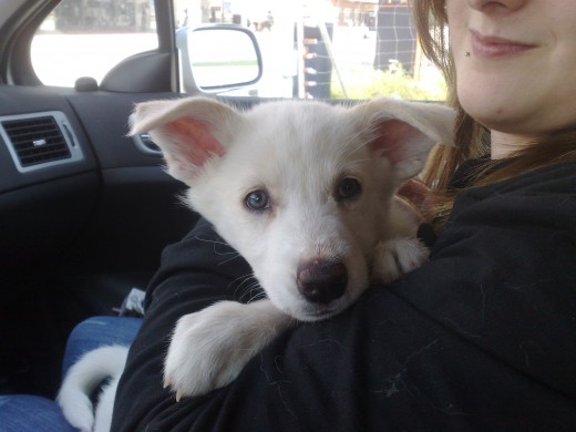 Aquí estaba recién adoptada, volviendo en coche para enseñarle su nueva y definitiva casa.