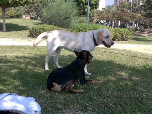 en el parquecito con Zeus