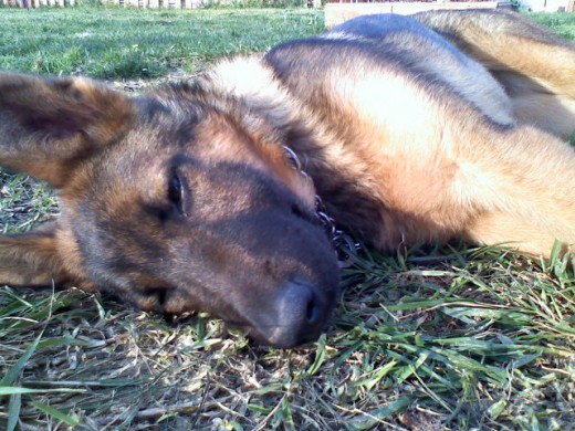 Joder estoy aki medio dormida y ya esta mi dueña exandome fotos como siempre...Tengo sueñooo pero por ella la mirare como ago siempre. Joder estoy aki medio dormida y ya esta mi dueña exandome fotos como siempre...Tengo sueñooo pero por ella la mirare como ago siempre.