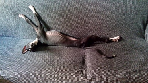 Y mis siestas que? Y mis siestas que?
