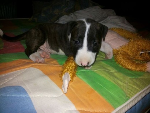 rockye hermoso rockye hermoso