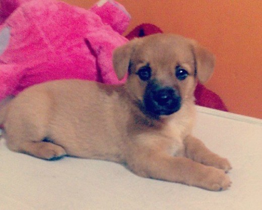 Quien me ayuda a identificar la raza de mi cachorrita tiene Dos meses 