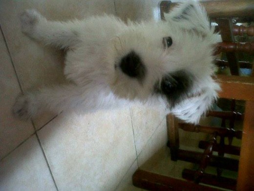 es blanquita la amo por q es muy tiernita tiene un parche negro en su ojo y la hace diferente y unica