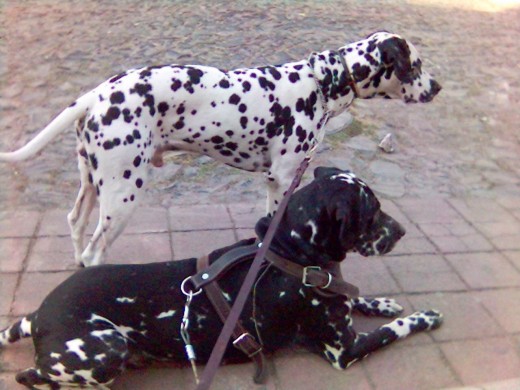 Patch- es el que esta de pie.
Tommy- hechado.
ambos atentos a otro perro que se acercaba.