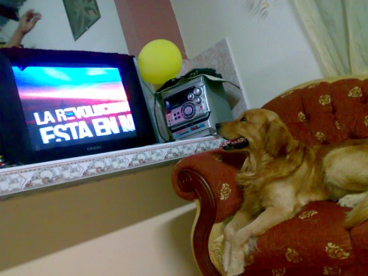 Mi perro siempre enterado. Mi perro siempre enterado.