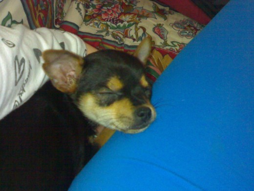 mi chispi dormido konmigoo