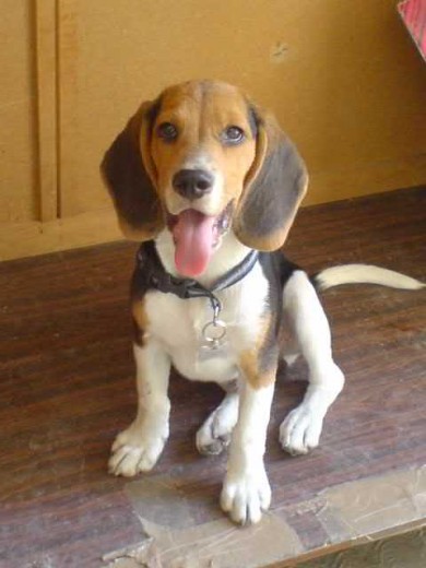 ahora ya esta un poco mas grande y ya no usa ese collar pero me gusta como sale en esa foto ahora ya esta un poco mas grande y ya no usa ese collar pero me gusta como sale en esa foto