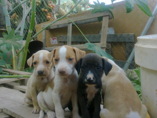 ¿me adoptas?