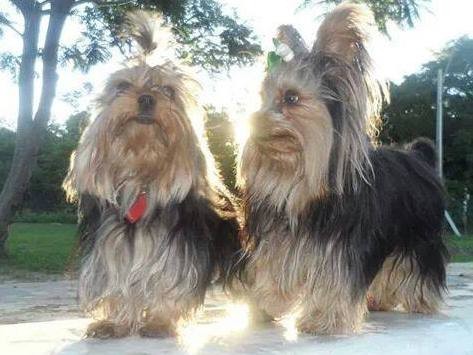 Saori y su hermanito oddie que en paz descanse.