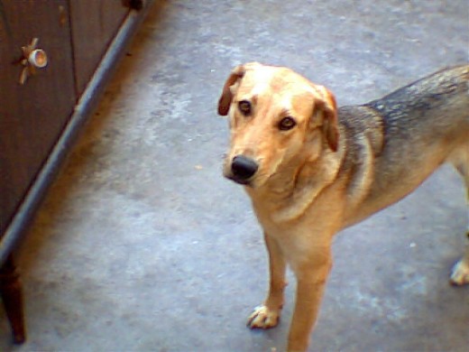 Ella en mi patio, bien linda, solo tiene cara de inocente porque es demasiado traviesa...