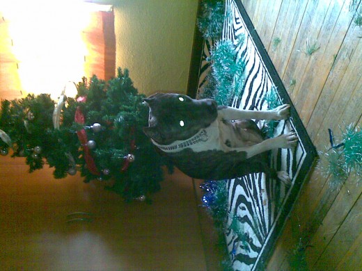 XENA NAVIDAD 2010 / 2011