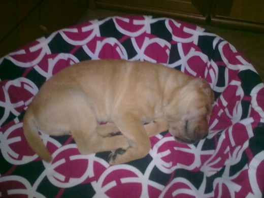 Aki esta Golfo descansando