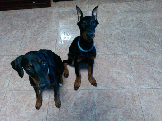 Hera y Rolo