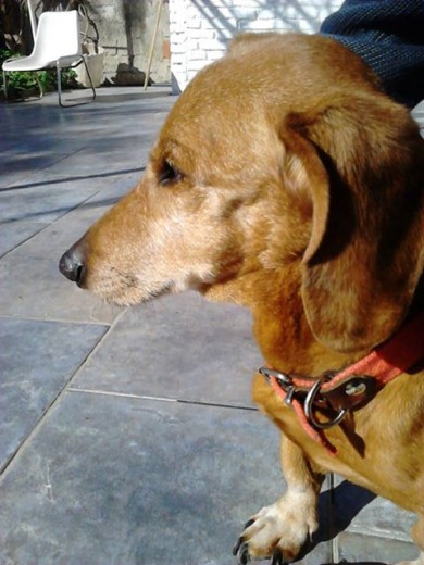 Mi primer perro y amigo de toda la vida. Lamentablemente murio a los 14 años