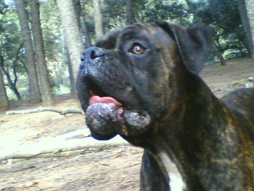 pendiente de su pelota