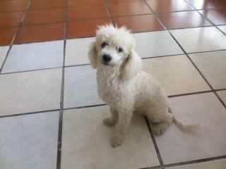 eya es coronita es un bb muiii jugetona le gusta muxo mojarse  y es muiii cariñosaa!!!

la amoo
♥♥♥