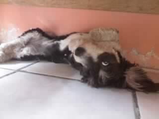 eya es susi lu es mui trakila pero alaves muii jugetona... le gusta muxo mojarse.. y es muii cariñosa y divertida..

p.d le gusta muxo dar besitos
jaja


la amoo!!!


♥♥♥